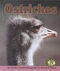 Ostriches (Hardcover)