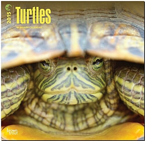 Turtles 18-Month 2015 Calendar (Paperback, Wall)