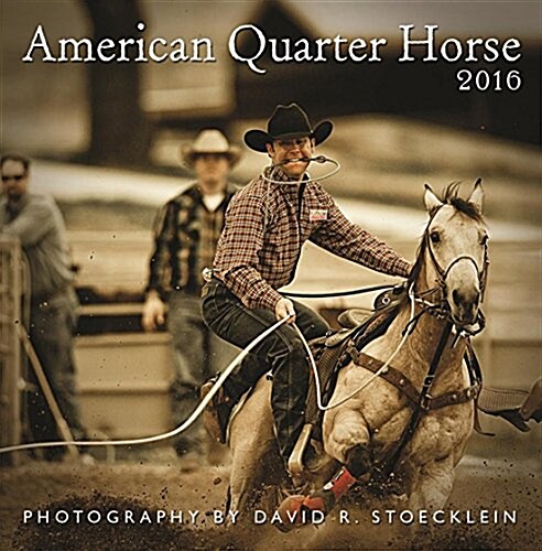 American Quarter Horse 2016 Calendar (Calendar, Wall)