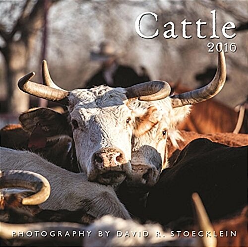 Cattle 2016 Calendar (Calendar, Wall)