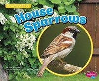 House Sparrows (Paperback)