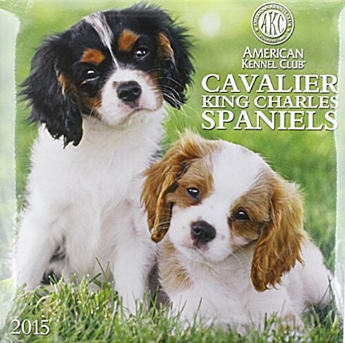 American Kennel Club Cavalier King Charles Spaniels Calendar (Wall, 2015)