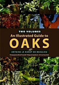 An Illustrated Guide to Oaks (Hardcover)
