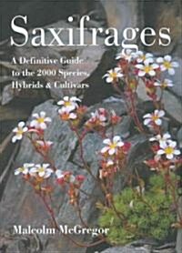 Saxifrages: A Definitive Guide to 2000 Species, Hybrids & Cultivars (Hardcover)