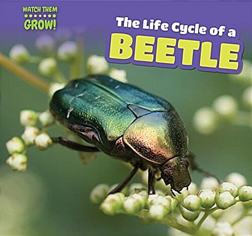 The Life Cycle of a Beetle (Paperback)