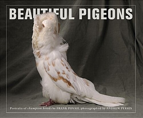 Beautiful Pigeons (Paperback, Flexiback with)