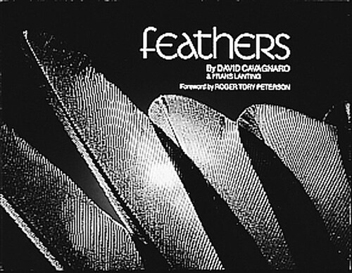 Feathers (Paperback)