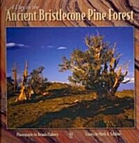 A Day in the Ancient Bristlecone Pine Forest (Paperback)