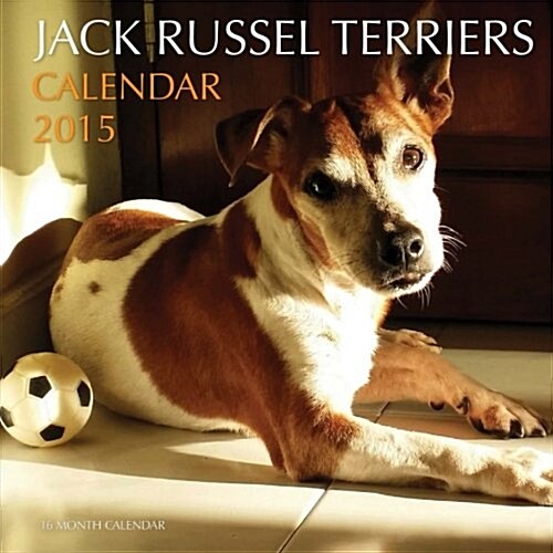 Jack Russel Terriers Calendar 2015: 16 Month Calendar (Paperback)