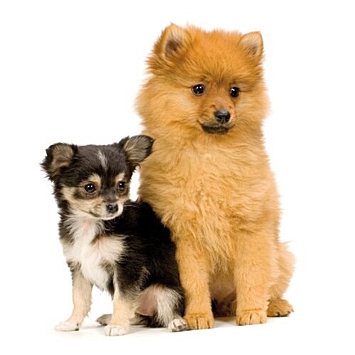 36 razas de perros mas adecuadas para vivir / 36 breeds of dogs most suitable for living (Paperback)