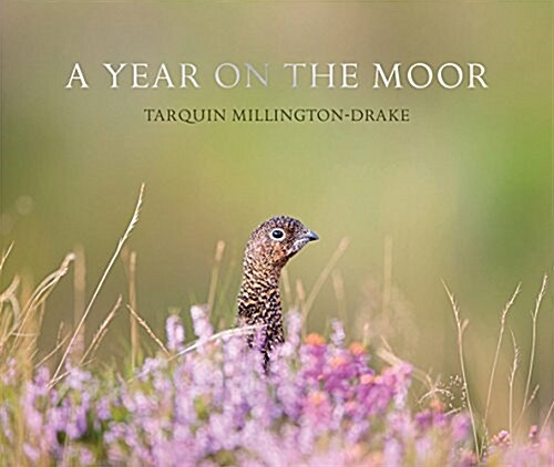 A Year on the Moor (Hardcover)