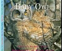 Baby Owl (Paperback)