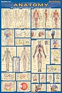 Anatomy (Chart, Wall)