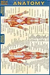 Anatomy - Pocket-Sized Reference Guide (4 X 6) (Other)