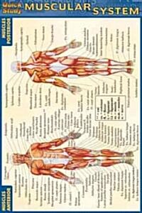 Muscular System (Other)