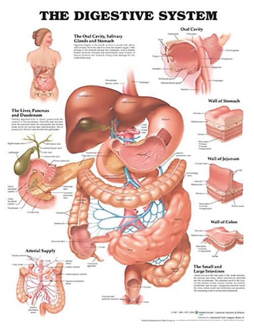The Digestive System Anatomical Chart (Other, Revised)