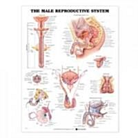 The the Male Reproductive System Anatomical Chart (Chart, Wall)