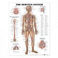 The Nervous System Anatomical Chart (Other, Revised)