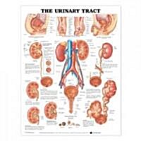 The Urinary Tract Anatomical Chart (Other)