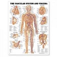 Vascular System and Viscera Anatomical Chart (Other)