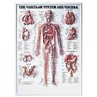 The Vascular System and Viscera 3D Raised Relief Chart (Chart, Wall)