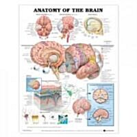 Anatomy of the Brain Anatomical Chart (Chart, Wall)