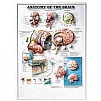 Anatomy of the Brain (Chart, 1st, Wall)