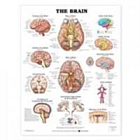 The the Brain Anatomical Chart (Chart, Wall)