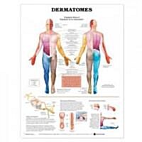 Dermatomes Anatomical Chart (Other)