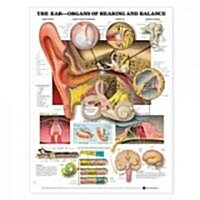 The Ear: Organs of Hearing and Balance Anatomical Chart (Other)