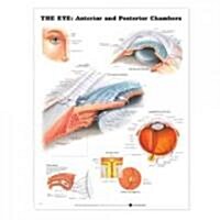 The Eye: Anterior and Posterior Chambers (Hardcover, 2)