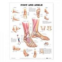 Foot and Ankle Anatomical Chart (Other)