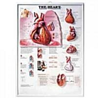 The the Heart 3d Raised Relief Chart (Chart, Wall)