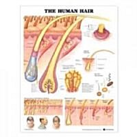 The Human Hair Anatomical Chart (Other)
