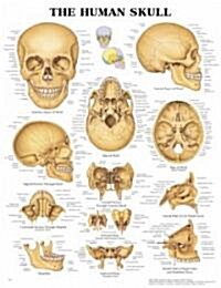 The Human Skull Anatomical Chart (Other)