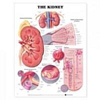 The Kidney Anatomical Chart (Other)