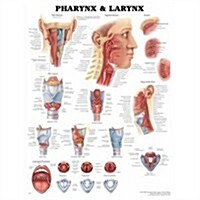 Pharynx & Larynx Anatomical Chart (Chart, 1st, Wall)