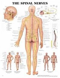 The Spinal Nerves Anatomical Chart (Other)