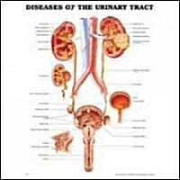Diseases of the Urinary Tract Anatomical Chart (Other)