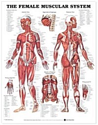 The the Female Muscular System Anatomical Chart (Chart, Wall)