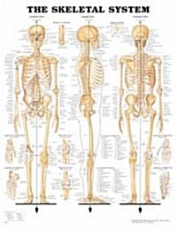 The Skeletal System Anatomical Chart (Other)
