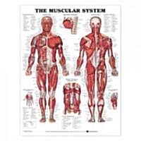 The Muscular System Anatomical Chart (Other)