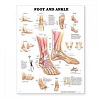 Foot and Ankle Anatomical Chart (Other)