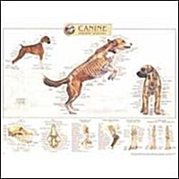 Canine Skeletal System Anatomical Chart (Chart, Wall)