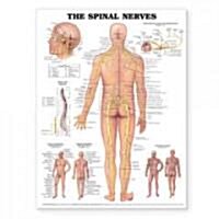 The Spinal Nerves Anatomical Chart (Other)