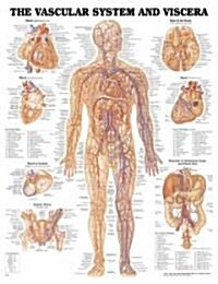 Vascular System and Viscera Anatomical Chart (Chart, Wall)