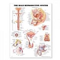 The The Male Reproductive System Anatomical Chart (Chart, Wall)
