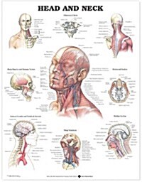Head and Neck Anatomical Chart (Chart, Wall)