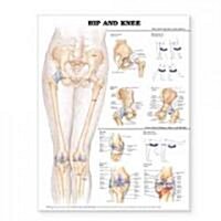 Hip and Knee Anatomical Chart (Other, 2)