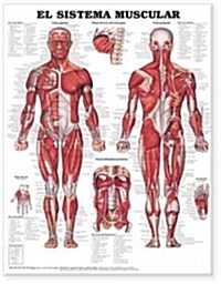 El Sistema Muscular / The Muscular System Anatomical Chart (Chart, 2nd, Wall)